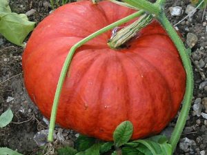 Propiedades de la calabaza | La Guía de las Vitaminas