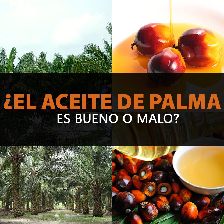 Aceite de Palma ¿Es Bueno O Malo Para Tu Salud Y la Deforestación